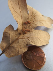 Andricus tubifaciens