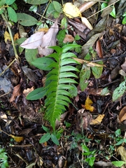 Polystichum lepidocaulon