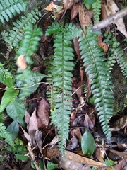 Polystichum hancockii