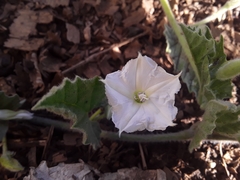 Convolvulus hermanniae