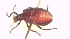 Lagria queenslandica
