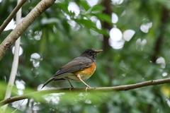 Turdus dissimilis
