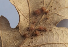 Andricus tubifaciens