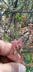 Salvia lasiantha