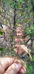 Salvia lasiantha