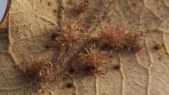 Andricus tubifaciens