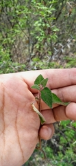 Salvia lasiantha