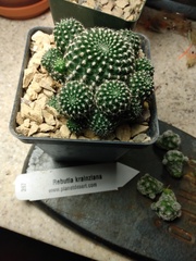 Rebutia