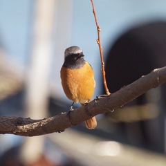 Phoenicurus auroreus