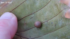 Andricus noliquercicola