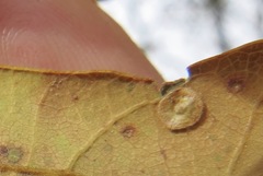 Andricus pattersonae