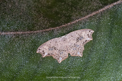 Hyalospectra altipustularia