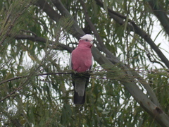 Eolophus roseicapilla