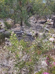 Jacksonia floribunda