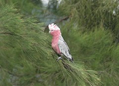 Eolophus roseicapilla