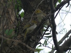 Ptilotula penicillata