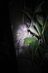 Gekko gecko