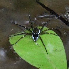Dolomedes mizhoanus