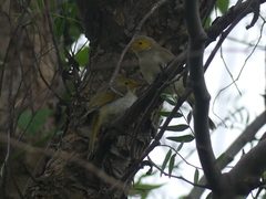 Ptilotula penicillata