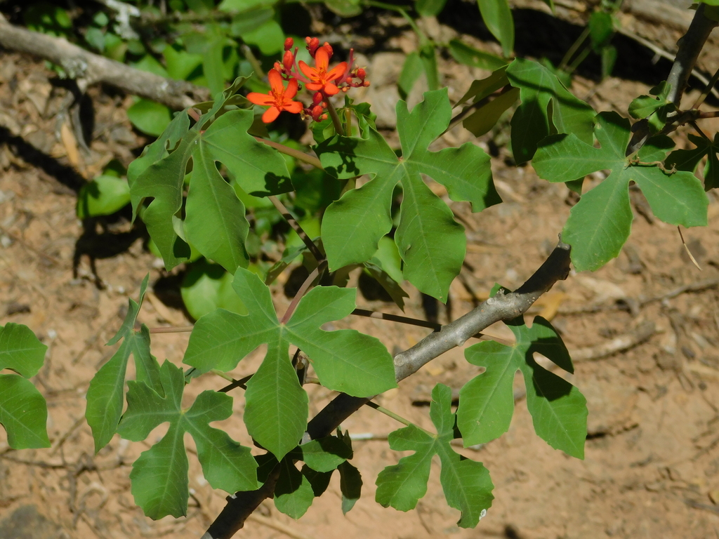 Jatropha grossidentata