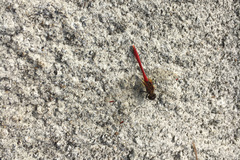 Sympetrum eroticum