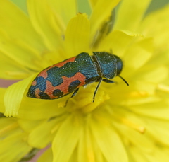 Acmaeodera ottomana