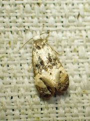 Phalonidia memoranda