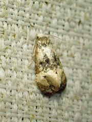 Phalonidia memoranda