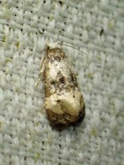 Phalonidia memoranda