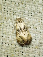 Phalonidia memoranda