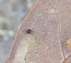 Neuroterus saltatorius texanus