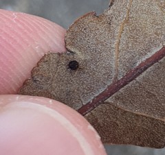 Neuroterus saltatorius texanus