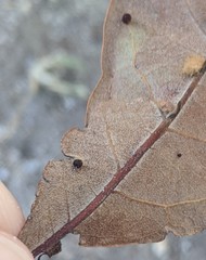 Neuroterus saltatorius texanus