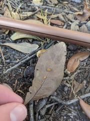 Neuroterus saltatorius texanus