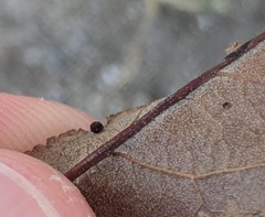 Neuroterus saltatorius texanus