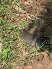 Rattus argentiventer