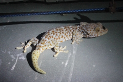 Gekko gecko