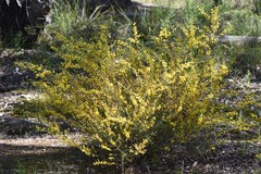 Acacia aspera