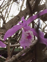 Cattleya maxima