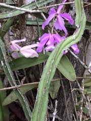 Cattleya maxima