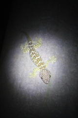 Gekko gecko
