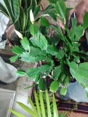 Schlumbergera buckleyi