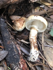 Tricholoma dulciolens