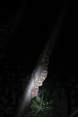 Gekko gecko