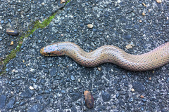 Euprepiophis conspicillata