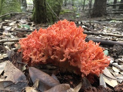 Ramaria stuntzii