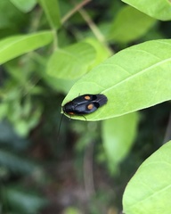 Euthyrrhapha pacifica