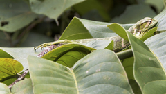 Polychrus gutturosus