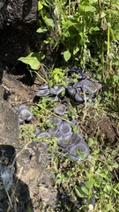 Omphalotus mexicanus