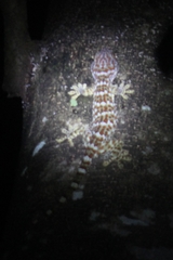 Gekko gecko